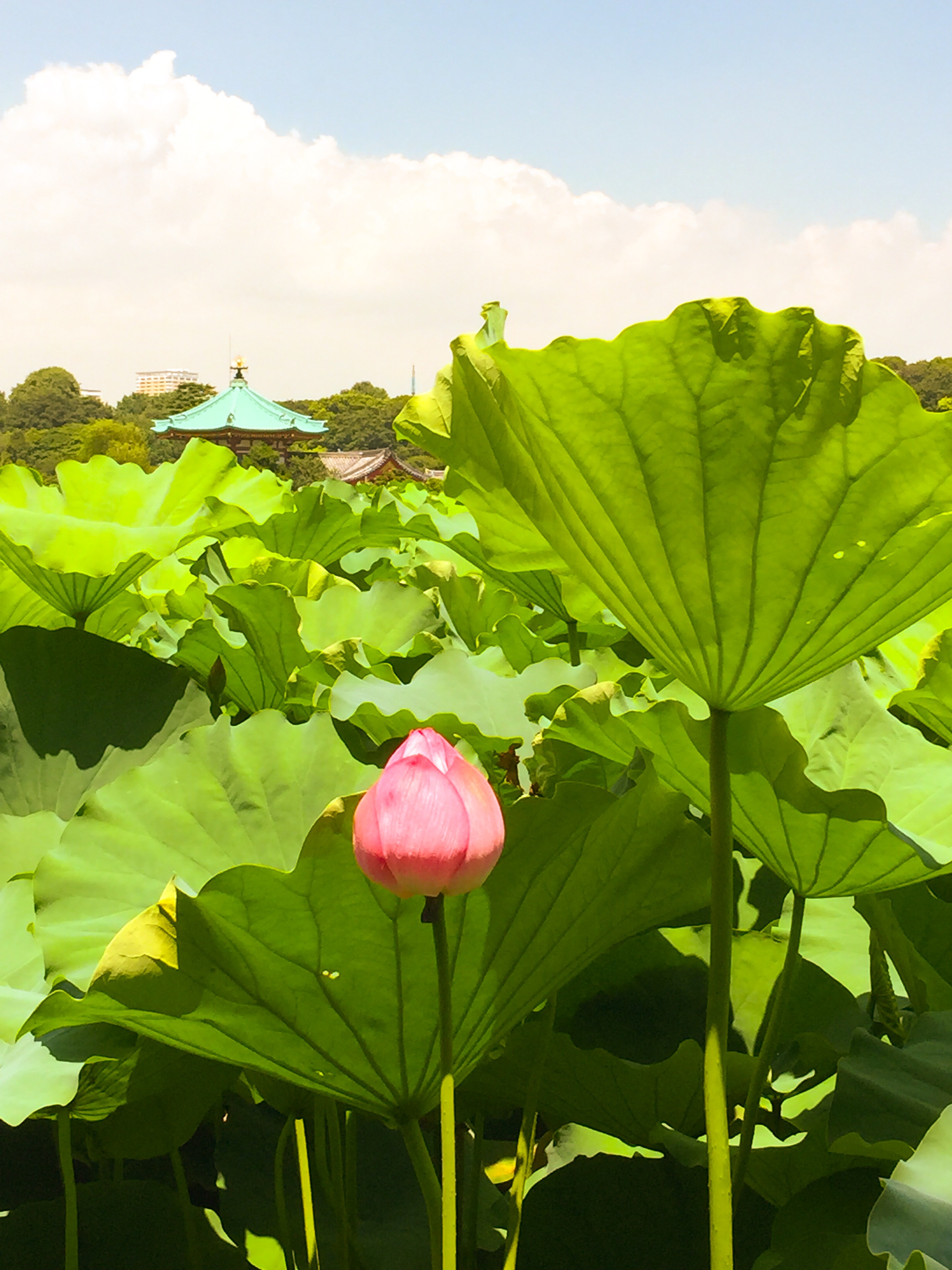 Lotus Bulb Ueno