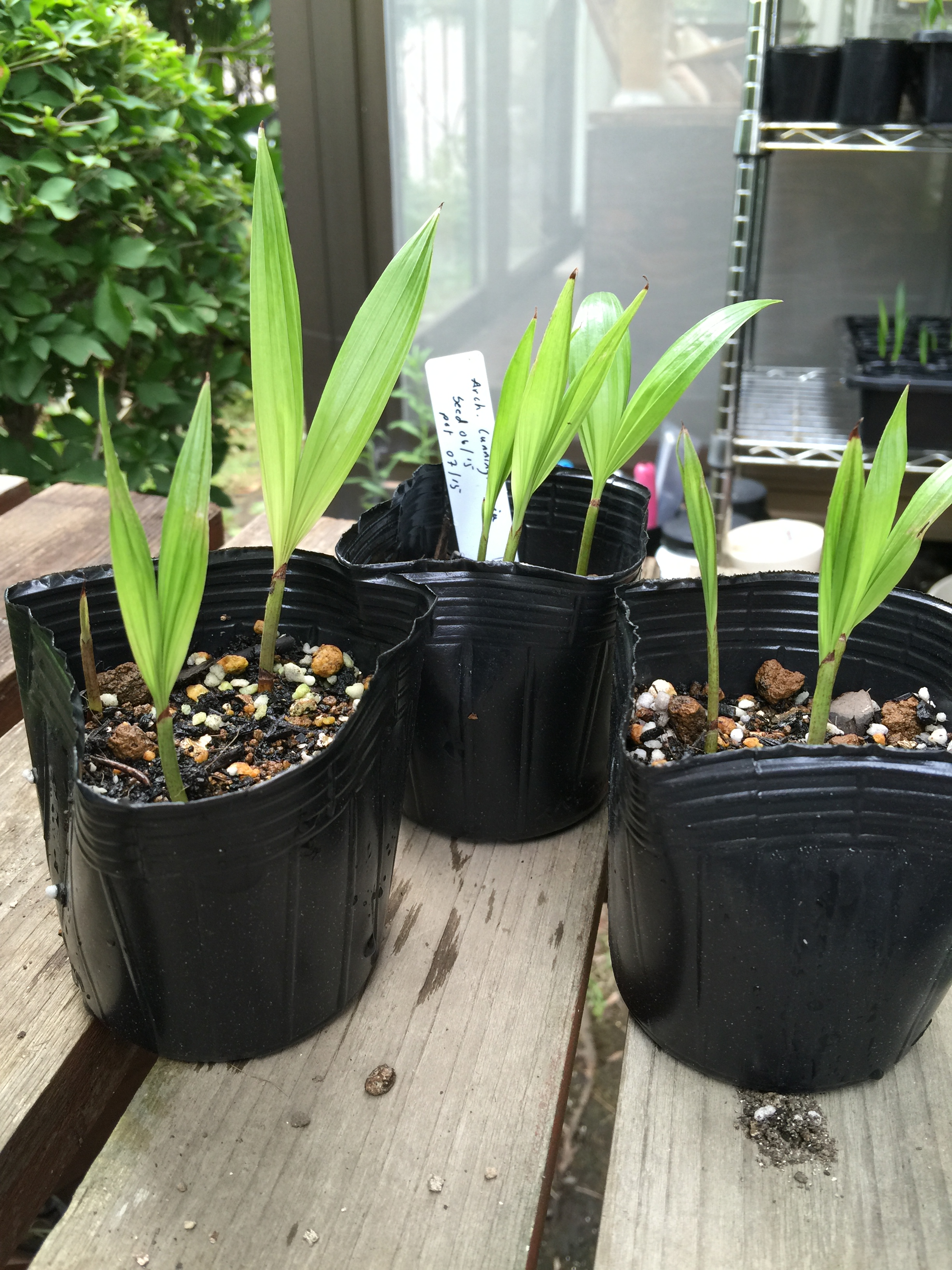 Bangalow seedlings