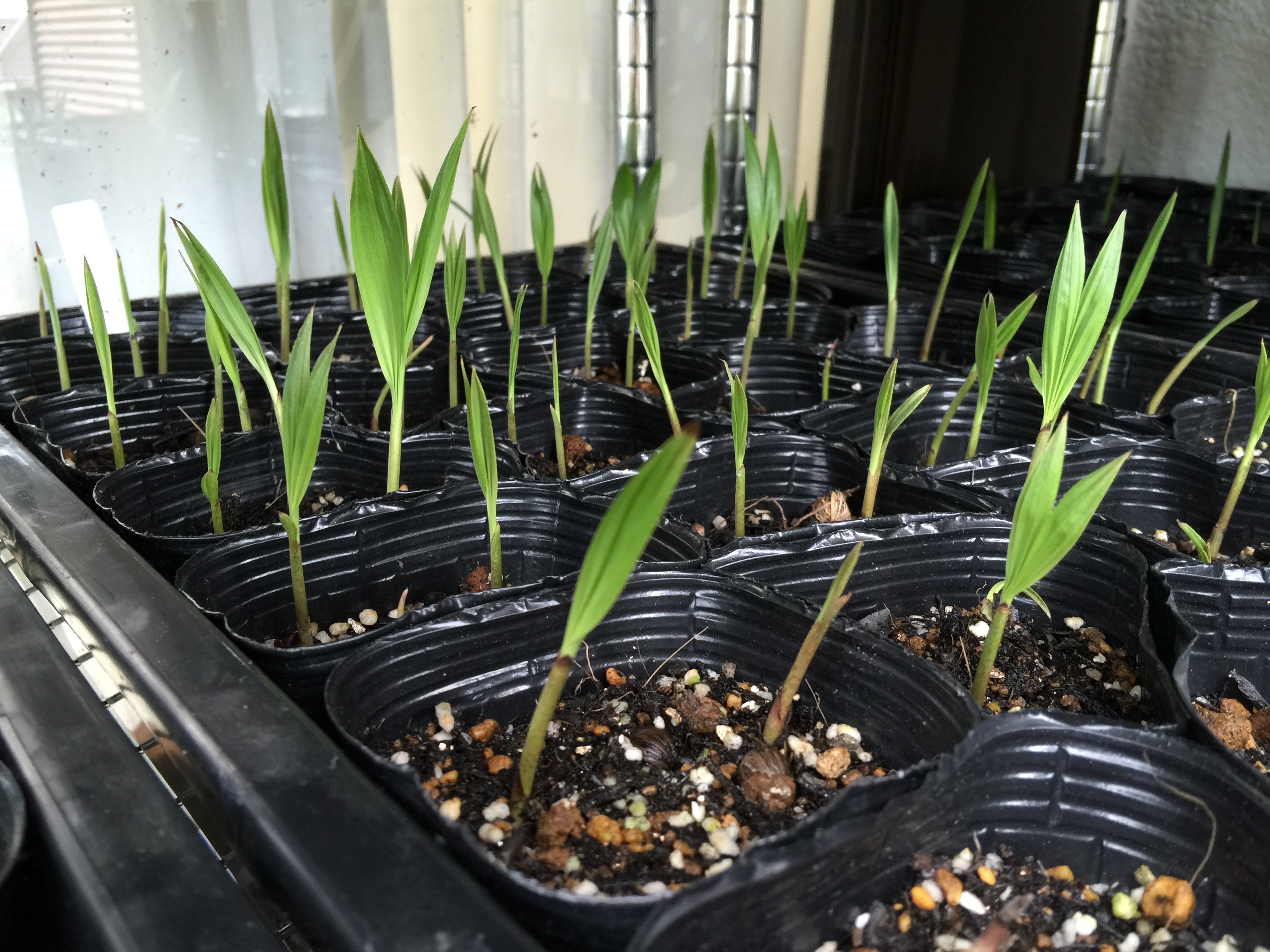 Bangalow seedlings