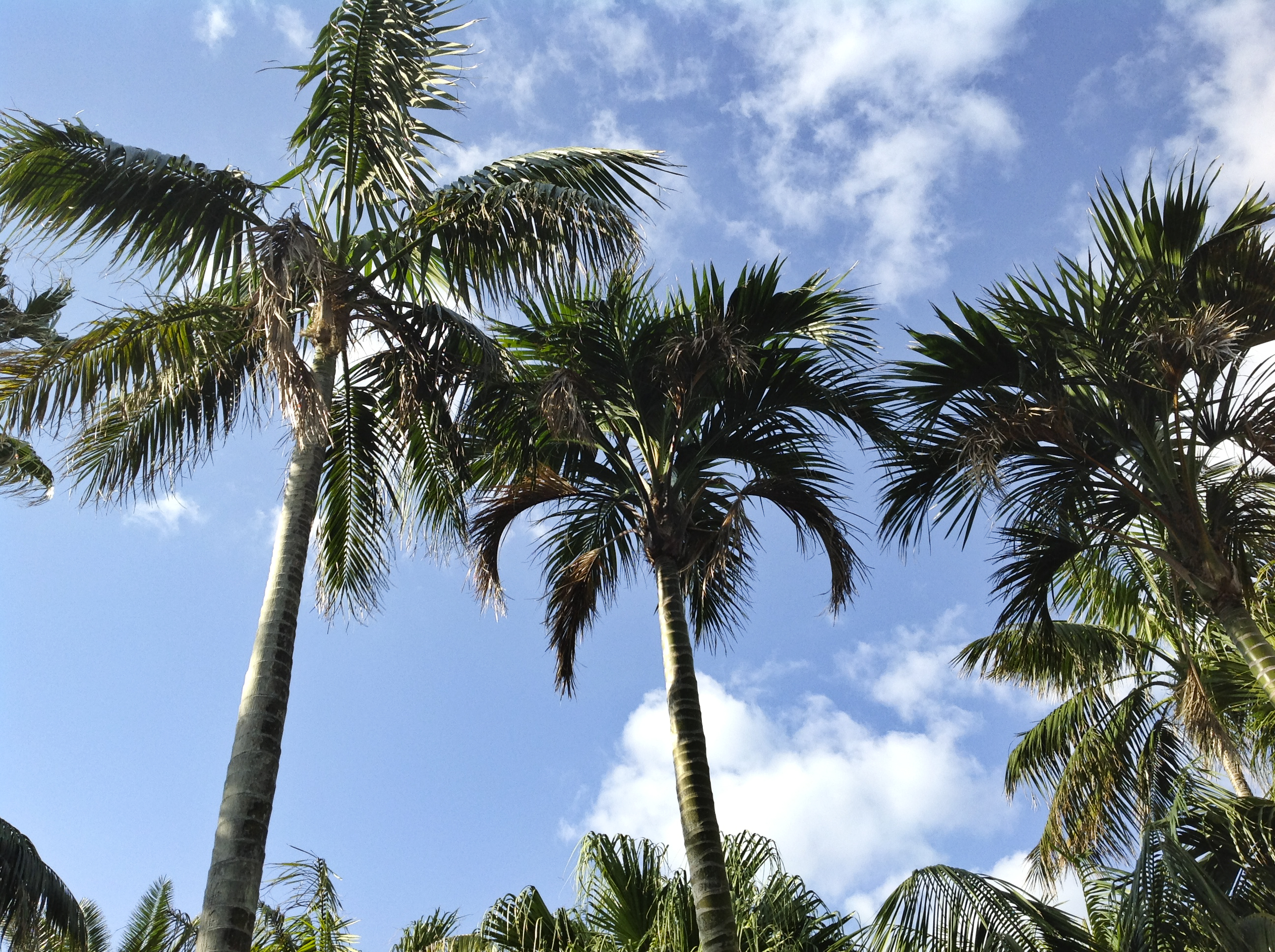 Kentia palms on Hachijojima