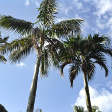 Garden Palms: