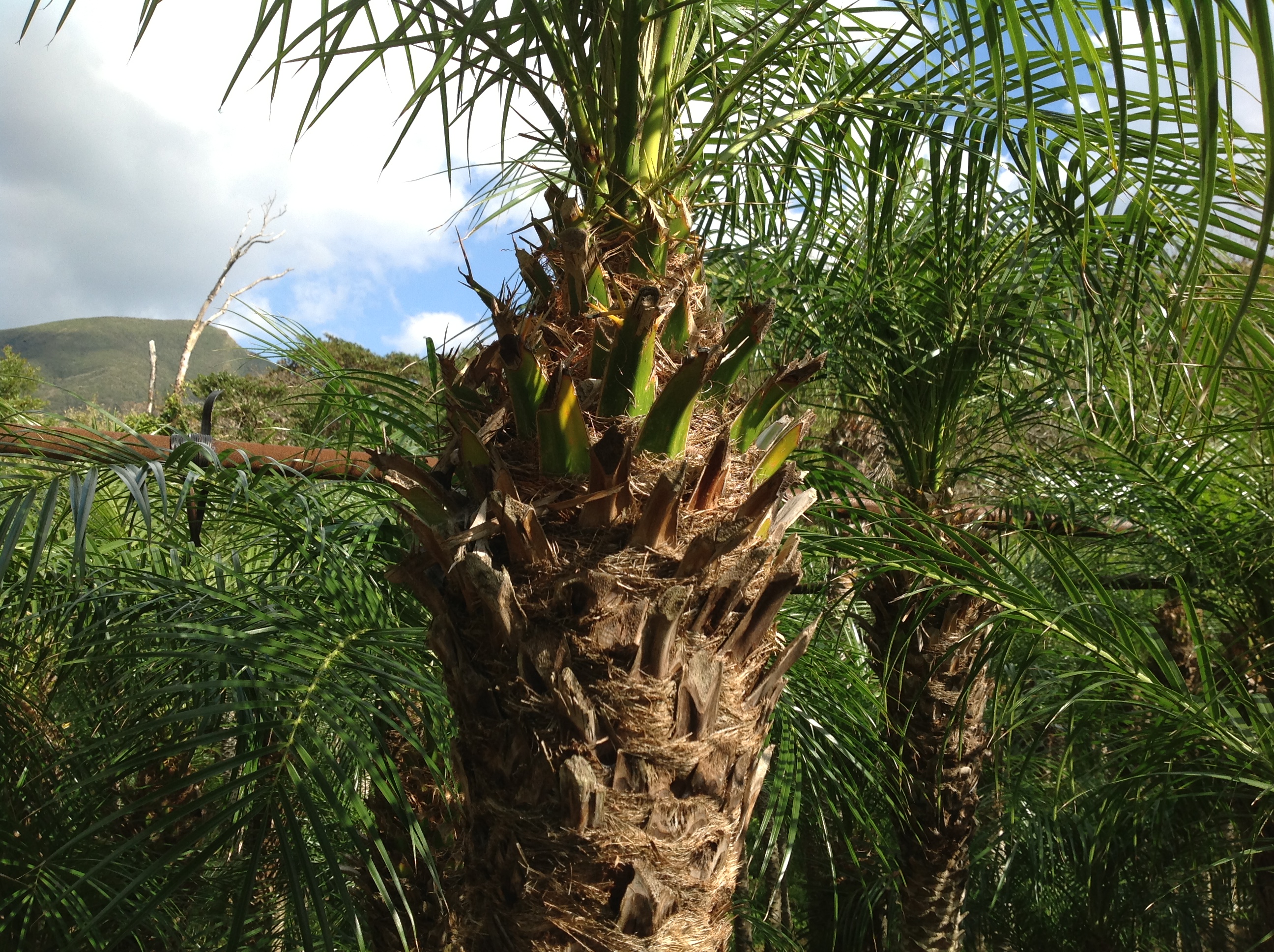 Trimmed Fronds