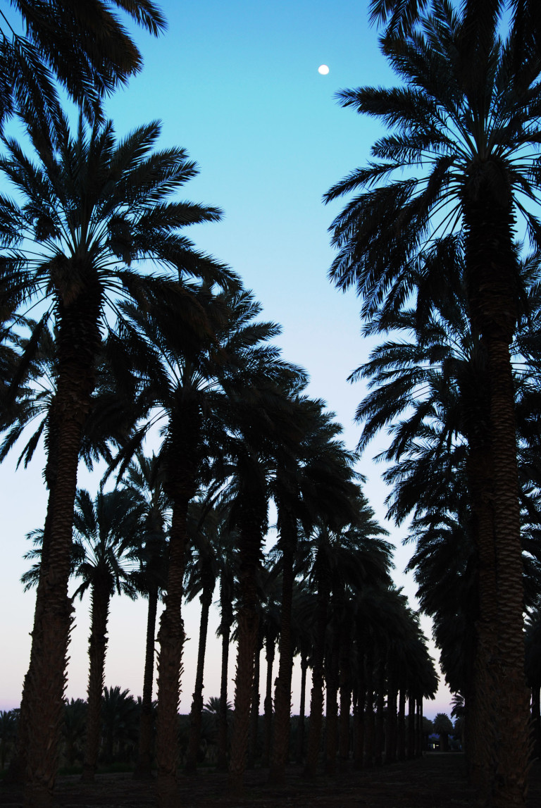 Phoenix Date Palms