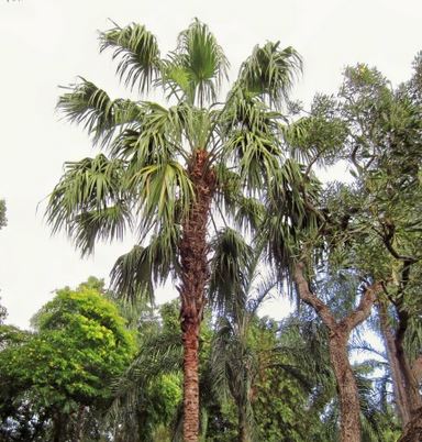 ビロウ	Ribbon (Weeping) Fan Palm