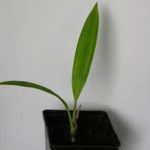 Livist Dec_seedling