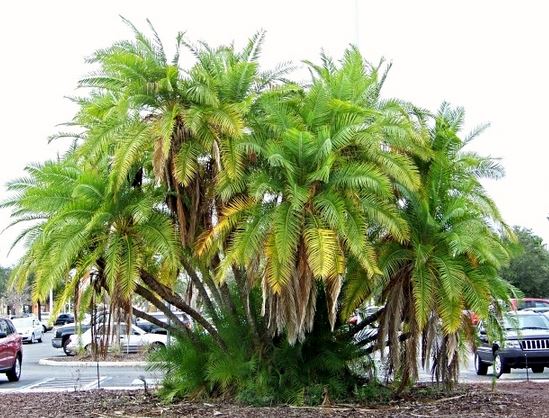 フェニックス レクリナータヤシ	Senegal Date Palm