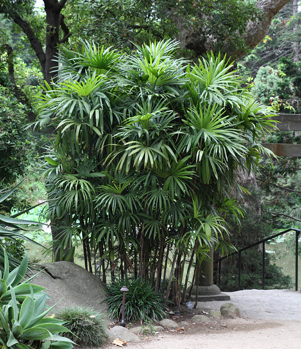 カンノン竹ヤシ	Rhapis Exelsa Palm