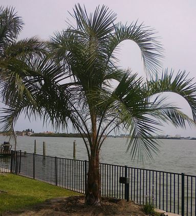 ミュールヤシ	Mule Palm (Butyagrus)