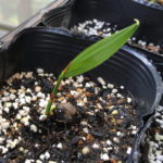 mule_seedling