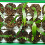 rhapis_seedling