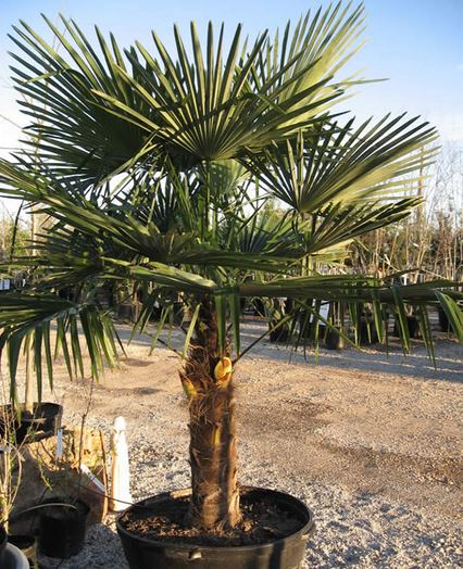 ワジュロ   	Chinese Windmill Palm