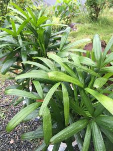 Rhapis excelsa post-snow