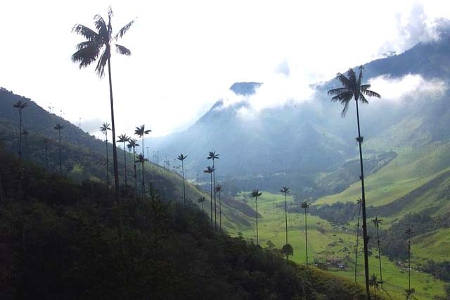 The Tallest Palm in the World 世界一背の高いヤシ